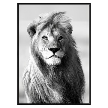 凝視 雄獅  40 x 30cm  黑色