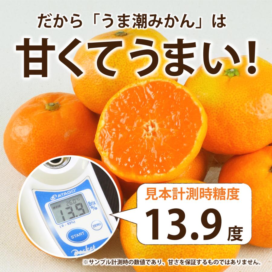 温州みかん うま潮みかん 1箱セット[約2.5kg ×1箱]  産地直送 九州産 みかん お取り寄せ ジューシー 濃厚 果汁