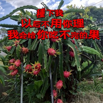 台灣現貨🔥超多款火龍果種子🔥營養價值高 四季陽台庭院盆栽種植 盆栽果樹 口感豐富 當年結果 水分高 甜度高#水果種子