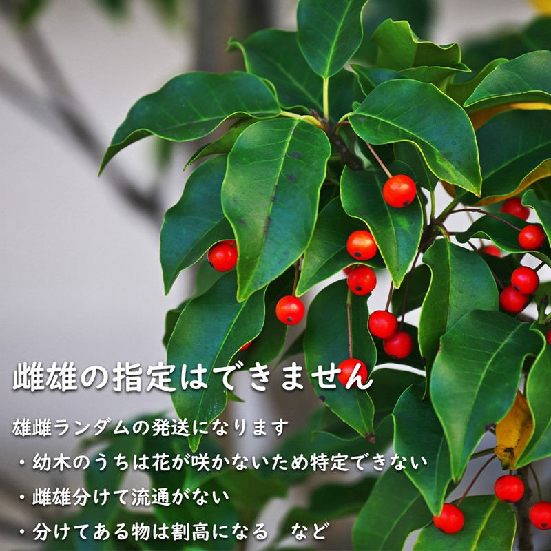 現品》ソヨゴ 株立ち(雌株・メス株) 樹高1.5m（根鉢含まず）368