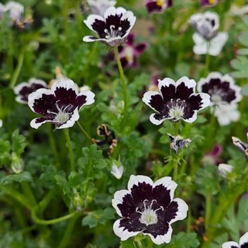 ⭐️（粉蝶花種子）喜林草種子（100粒入）公園庭院野花種子 花海種子 四季開花不斷 seed  耐旱耐旱 撒下即活