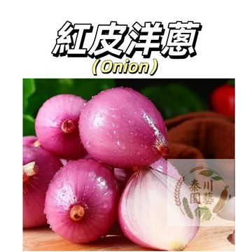 嘉義現貨（紅皮洋蔥種子） 紫皮洋蔥特大春秋季播種蔥種 圓蔥扁圓黃皮洋蔥特色蔬菜種子香料類種子