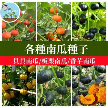 超多品種 金瓜種子 貝貝南瓜 香糯小南瓜 栗子南瓜 東昇南瓜 阿成南瓜 木瓜型南瓜 台灣南瓜種子 家庭菜園 陽台盆栽