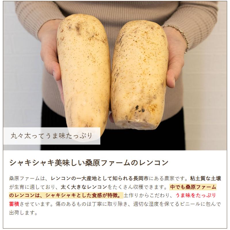 新潟 長岡産レンコン 2kg 蓮根 れんこん 桑原ファーム 送料無料