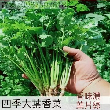 現貨 芫荽種子（100粒）四季種植 濃香大葉香菜小葉香菜 泰國香菜 老品種香菜蔬菜室外庭院大棚種植香菜 種子