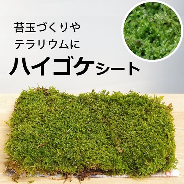 苔玉 苔盆栽 苔アート等に【青森県産 山苔 細葉白髪苔（ホソバ