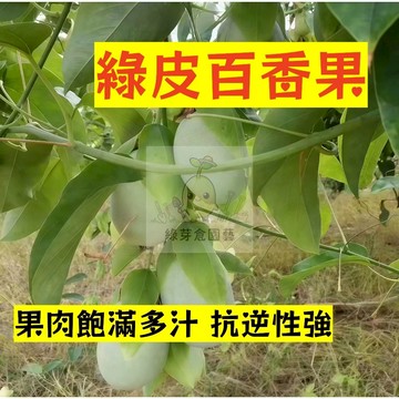 🌱早熟高產 綠皮百香果種子BXG-11 藤蔓長勢強 抗逆性強 易生長 熱情果 高產 抗病抗旱易種植 高產爬藤水果種子
