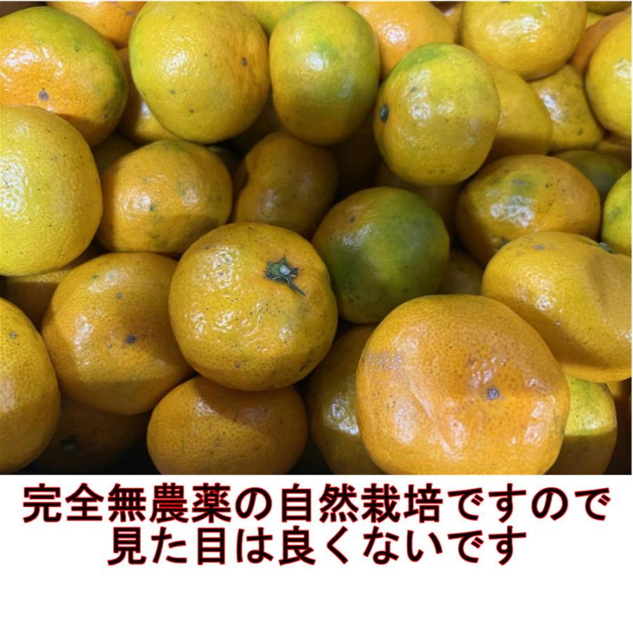 自然栽培　無農薬みかん　約5ｋｇ　訳あり　氏家さんの完全無農薬みかん　有機肥料一切不使用　完全無農薬　有機栽培　みかん　ミカン　蜜柑　無農薬　80サイズ