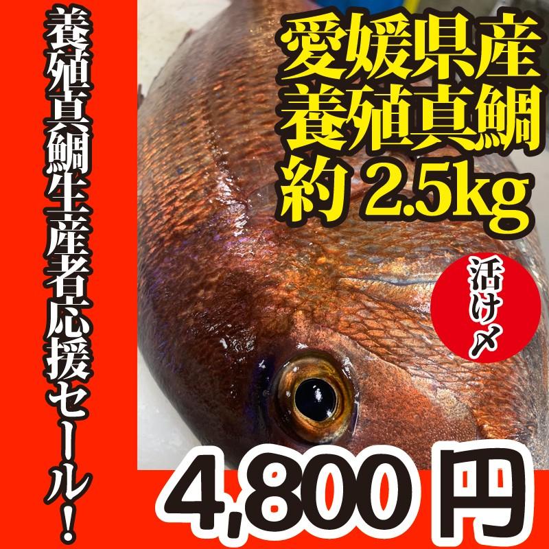 活〆　真鯛　１枚　約2.5ｋｇ（愛媛県産　養殖）