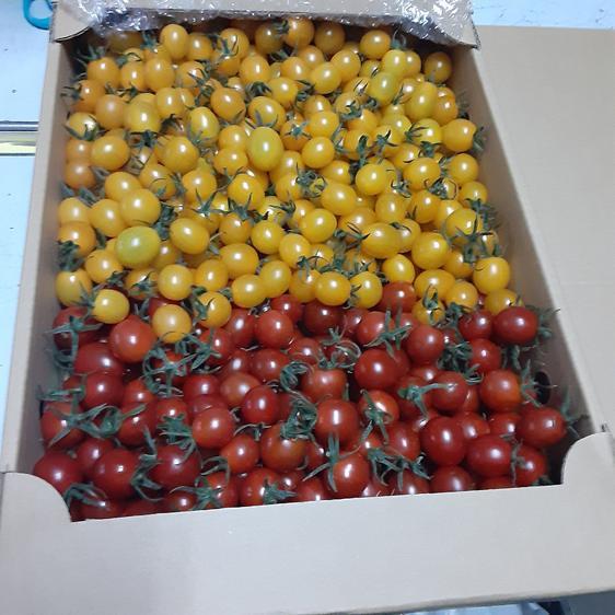 販売期間2024 06 15まで 野菜 トマト ミニトマト赤、黄色ミックス 産地直送