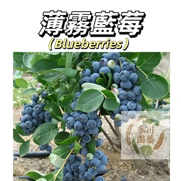 嘉義現貨（薄霧藍莓BM-2）清甜、多汁、帶有微酸，果肉細膩緊實，酸甜比例恰到好處，不像其他品種那樣過酸或過甜