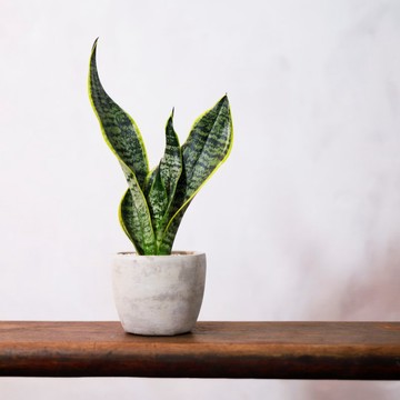 【室內盆栽】虎尾蘭盆栽  觀葉植物 綠化 盆栽 開幕送禮 禮物