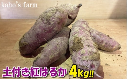 生いも 紅はるか 4kg