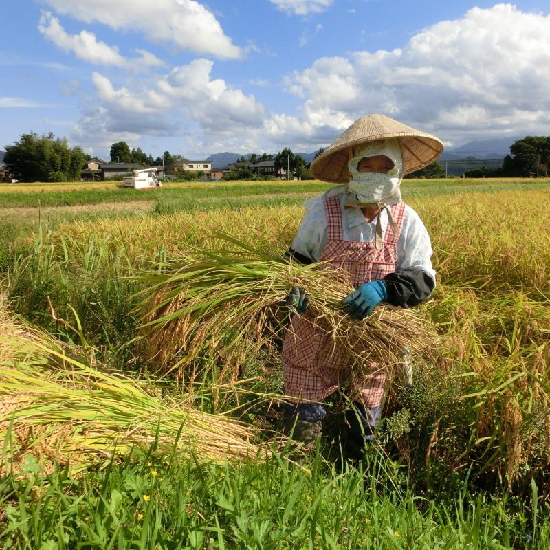 農薬無使用 米 新潟県岩船産コシヒカリ 無洗米 1kg×5袋 5kg お米 白米 特A 送料無料