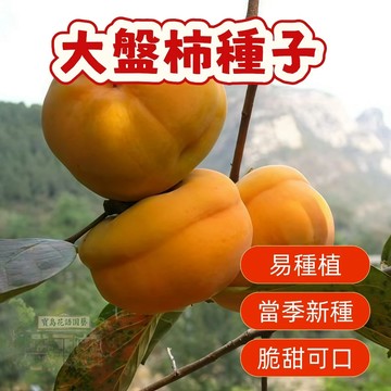 🔥（大盤柿柿子種子） 當季新籽 發芽率高 新手易種植 營養豐富 脆甜可口 長勢較快 陽台庭院盆栽#超優惠
