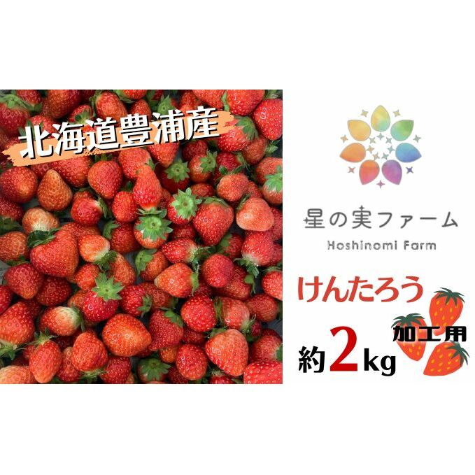 2024年5月上旬から出荷 北海道 豊浦 いちご 加工用 小粒 けんたろう 250g×8パック 約2kg 農園直送 採れたて 新鮮 産直 苺 ストロベリー