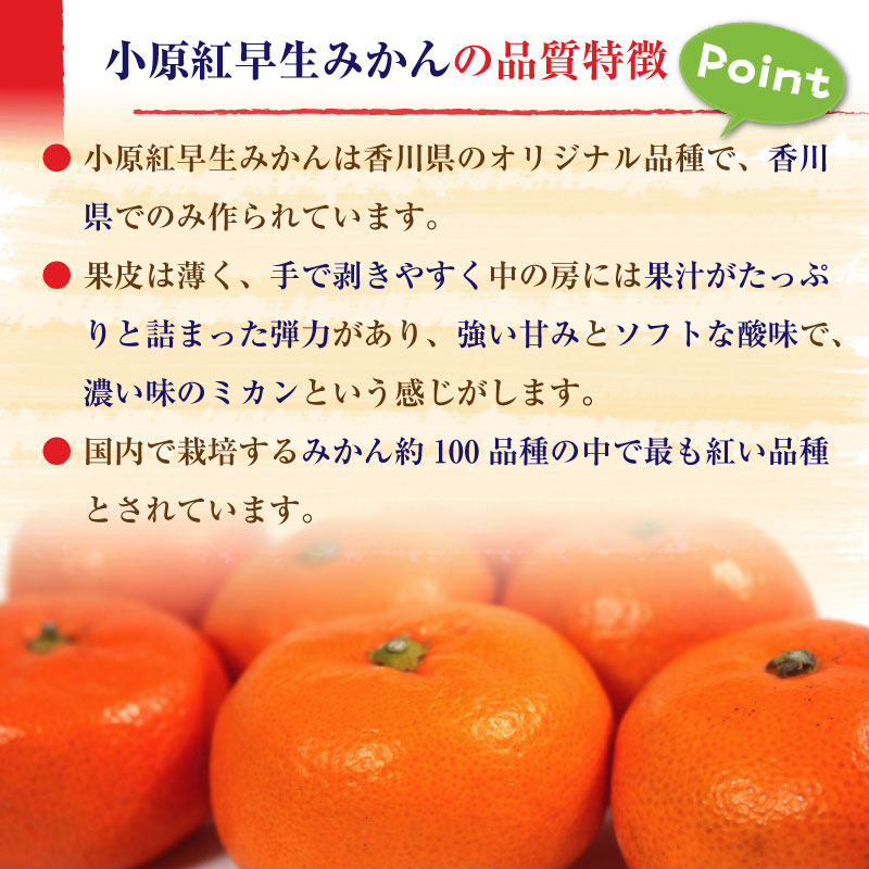 [予約 1月5日-2月28日の納品]   さぬき紅みかん 約3kg 小玉 香川県産 JA香川 越冬完熟 冬ギフト お年賀 御年賀