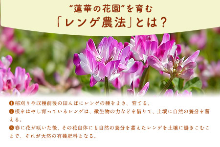 蓮華の花園(もち米) 5kg 精米 JAやつしろカントリー利用組合 熊本県 氷川町《30日以内に順次出荷(土日祝除く)》---sh_jacomoti_30d_23_12000_5kg---