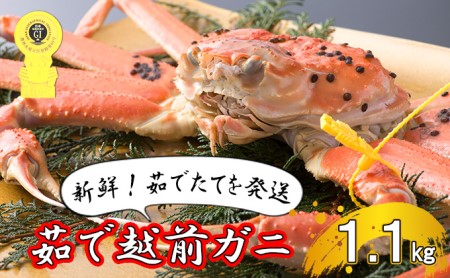 茹で越前ガニ食通もうなる本場の味をぜひ、ご堪能ください。約1.1kg以上 越前がに 越前かに 越前カニ カニ ボイルガニ