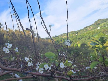 新竹房地顧問｜新埔臨路景觀農地+簡易工寮｜達晟家族｜新竹縣新埔鎮南平段