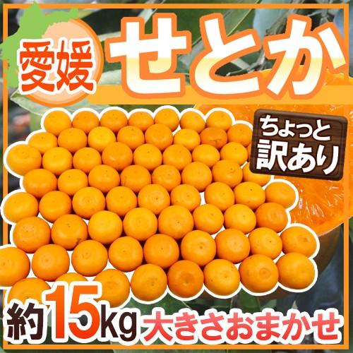 愛媛産 ”せとか” ちょっと訳あり 約15kg 大きさおまかせ 送料無料