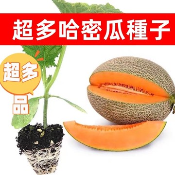🍈超多品種甜瓜種子 網紋哈密瓜種子 多款黑金香瓜種子老漢瓜超甜黃肉綠肉香妃哈密瓜四季高產水果種子耐熱水果