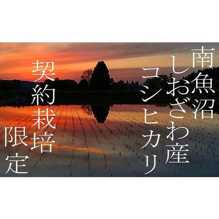 ふるさと納税 契約栽培限定 南魚沼しおざわ産コシヒカリ10Kg 新潟県南魚沼市