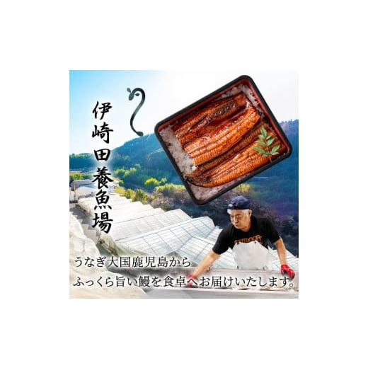 ふるさと納税 鹿児島県 志布志市 鹿児島県産 伊崎田のうなぎ蒲焼 特大＜190g以上＞× 5尾(計950g以上) c5-001