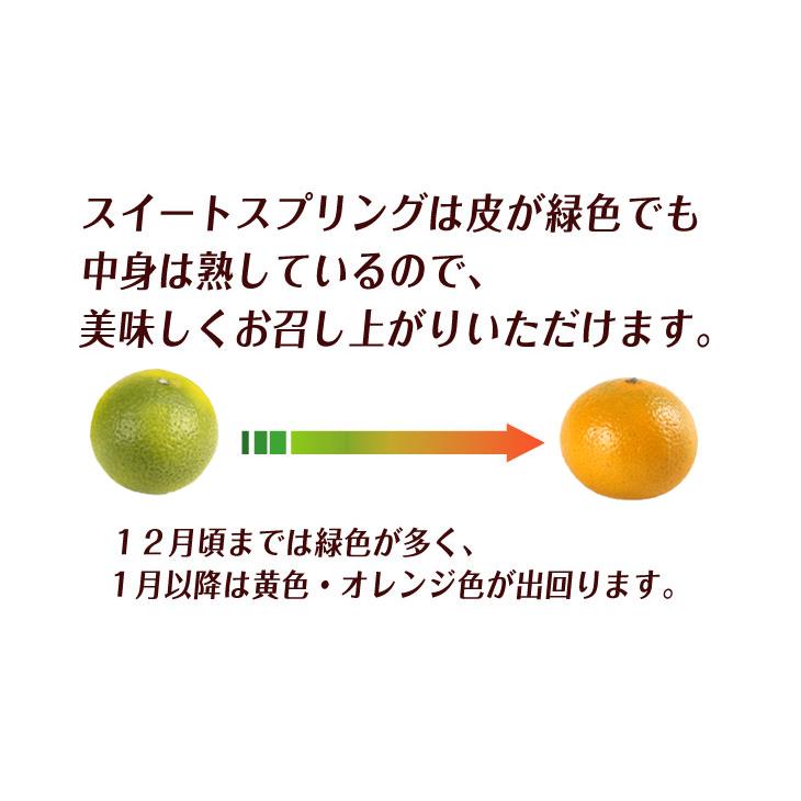 みかん 10kg スイートスプリング 熊本産 ご家庭用 送料無料 食品