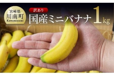 国産ミニバナナ1kg