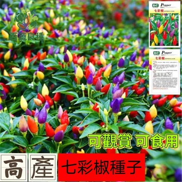 七彩椒種子 五彩椒 觀賞辣椒 彩色辣椒 盆栽植物 室內陽台 迷你辣椒 食用觀賞兩用 多色果實 園藝療癒 新手易種 聖誕辣