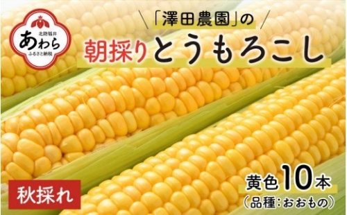 秋とうもろこし 10本 おおもの 黄色 朝採り ／ 期間限定 数量限定 ハウス栽培 産地直送 甘い スイートコーン とうもろこし 野菜 あわら ※2024年10月10日より順次発送