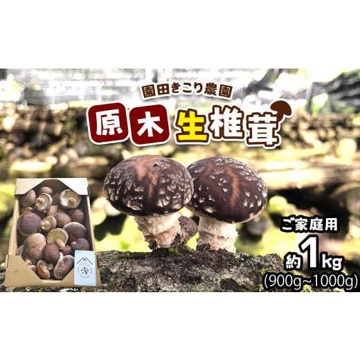 ふるさと納税 山口県 美祢市 肉厚椎茸 原木生椎茸 (大きさ・種類いろいろ)