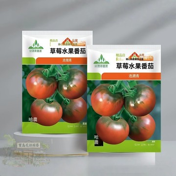 🍅原廠大包裝 草莓水果番茄種子（約100粒）丹東鐵皮柿子種子 生吃不膩 大果西紅柿種子蔬菜水果種子 四季播種原裝包對版