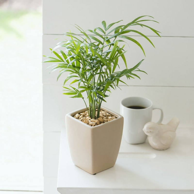 観葉植物 テーブルヤシ 通販 Lineポイント最大1 0 Get Lineショッピング