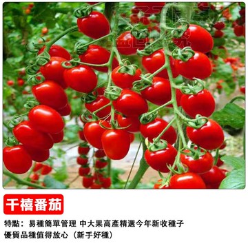 🍅【超甜爆汁】蜜糖迷你番茄種子 水果聖女小番茄 陽台盆栽可種 皮薄無酸 約30粒裝 生吃沙拉必備 家庭農場 DIY種植樂