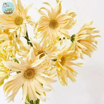 🌼【花中捲毛超吸睛】捲邊非洲菊種子 皺摺花瓣稀有款 切花盆栽皆宜 陽台花園必備 四季開花 蜜源植物 新手易種