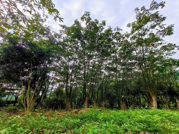 屏東近黎明山莊面寬臨路農地水噹噹｜屏東縣內埔鄉佳山段