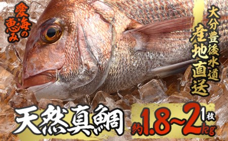 天然 真鯛 (約1.8-2kg・1枚) 直送 産直 漁師 魚 鮮魚 天然 マダイ 鯛 白身魚 獲れたて 刺身 煮つけ 塩焼き 冷蔵 豊後水道 鮮魚 大分県 佐伯市