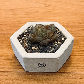 【野草不野-限時販售】玉露 / 大扁六邊盆