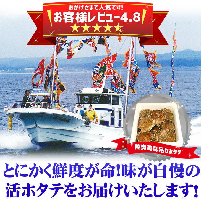 ほたて 活貝 送料無料 青森陸奥湾 鮮度が命の漁師直送便！  [※冷蔵便][※産地直送のため同梱不可]