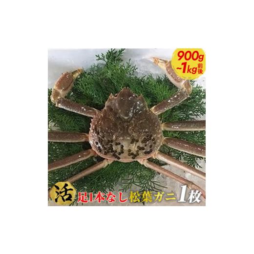 ふるさと納税 鳥取県 北栄町 ６６６．足1本なし松葉ガニ　特大1枚（900g〜1kg前後）※2023年11月〜2024年3月に順次発送予定《かに カニ…