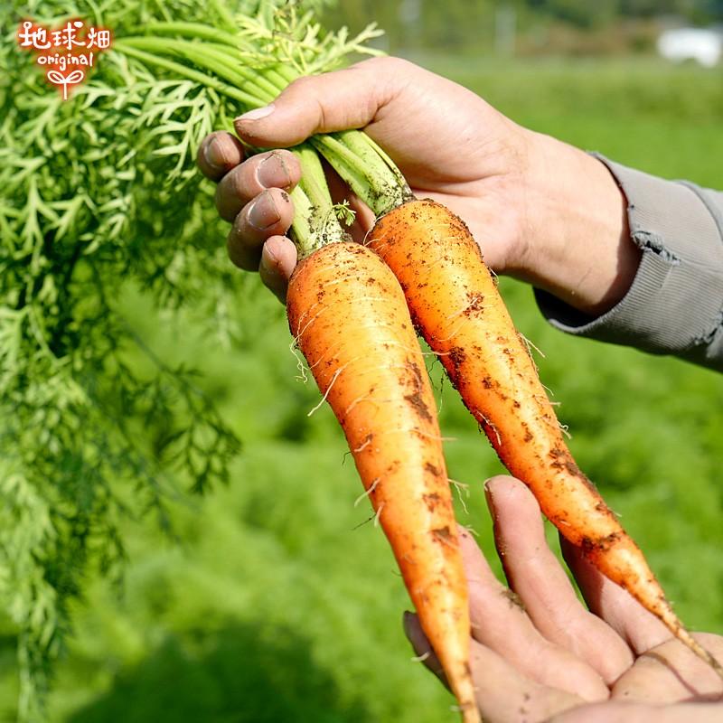 人参 9kg 有機栽培 鹿児島県産 宮崎県産 有機JAS認証 洗い にんじん ニンジン organic 無農薬 化学肥料・農薬不使用 カロテン 常温便