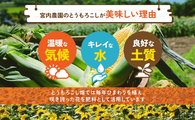 北海道産 とうもろこし 恵味 めぐみ 2L 20～22本 朝採り トウモロコシ 玉蜀黍 コーン とうきび 大きめ スイートコーン 甘い 旬 夏 新鮮 もぎたて 朝採れ 産地直送