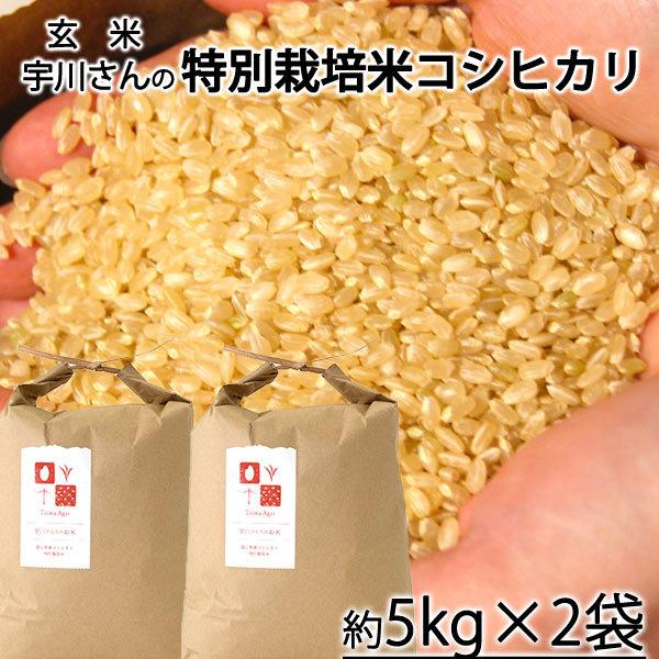 新米 令和5年産 減農薬特別栽培米　宇川さんの コシヒカリ 玄米　約５kｇ×2袋　＊送料込