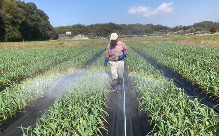 にんにく 2024年 発送 大玉 12個 錦町産 農薬・化学肥料 栽培期間中不使用！ 桑原農園 熊本 マイルド生にんにく 2Lサイズ 7cm以上 配送不可：離島