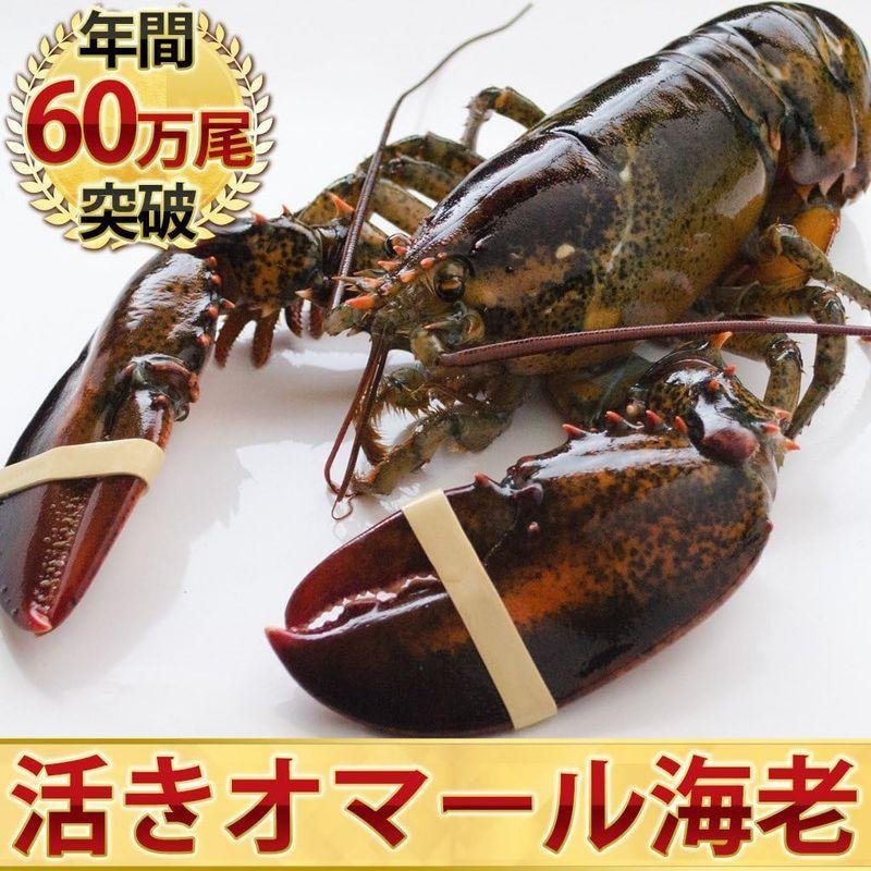 天然 活オマール海老（450ｇ）2尾セット