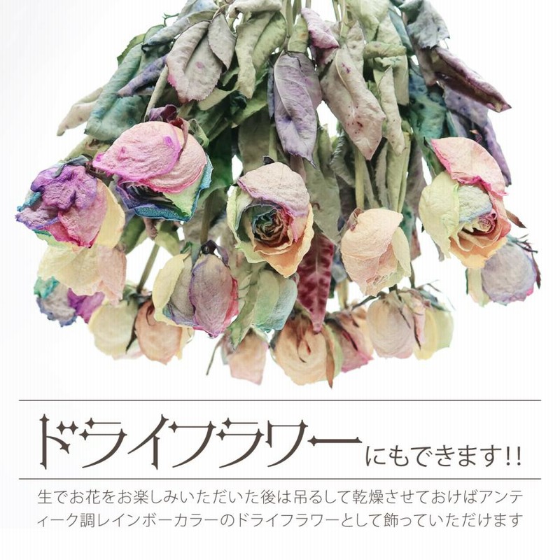 レインボーローズ と季節の花 ピュアパステル Lサイズ 選べる本数 生花