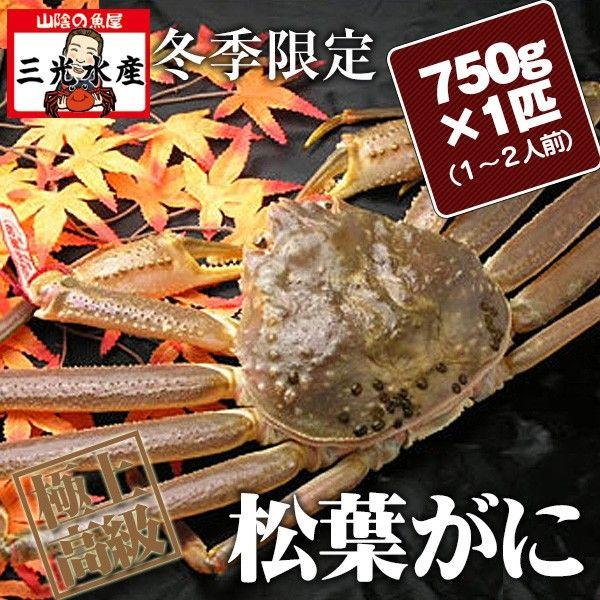 活きている松葉がに(松葉ガニ かに 活 松葉蟹 まつば  )750g×1匹(1〜2人前) タグ付