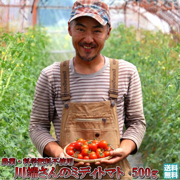 トマト 北海道 当麻産 川端さんの ミディトマト 500g